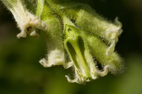 Foto dokumenter Ribes mescalerium