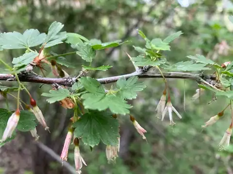 Foto dokumenter Ribes niveum