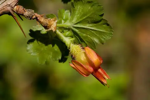 Foto dokumenter Ribes pinetorum