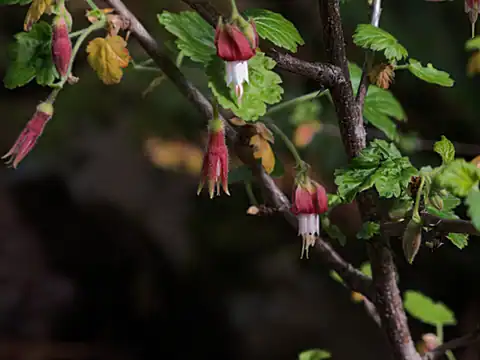 Foto dokumenter Ribes thacherianum