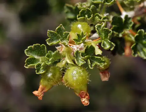 Foto dokumenter Ribes velutinum