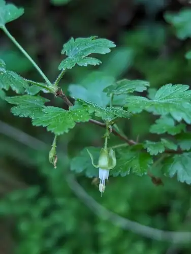 Foto dokumenter Ribes victoris