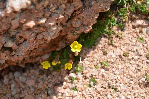 Foto dokumenter Saxifraga chrysantha