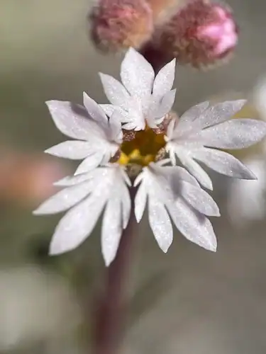 Foto dokumenter Lithophragma tenellum