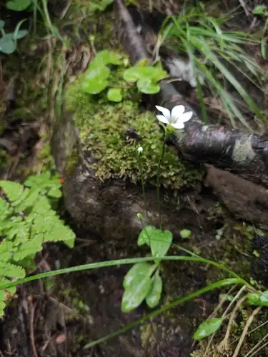 Foto dokumenter Parnassia laxmannii