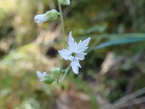 Foto dokumenter Lithophragma campanulatum