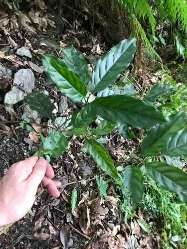 Foto dokumenter Itea parviflora