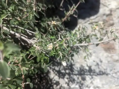 Foto dokumenter Jamesia tetrapetala