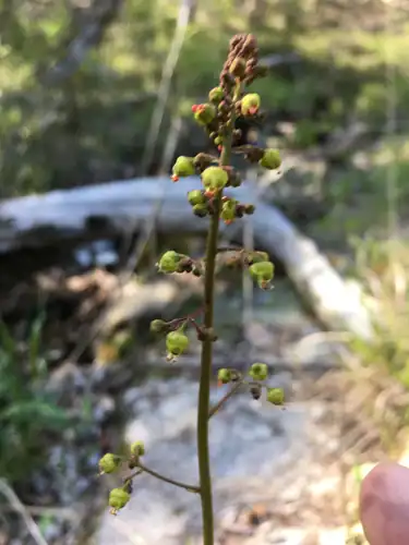 Foto dokumenter Heuchera caroliniana
