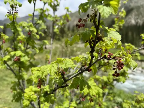 Foto dokumenter Ribes meyeri