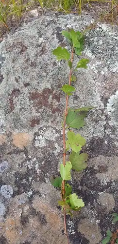 Foto dokumenter Ribes pulchellum