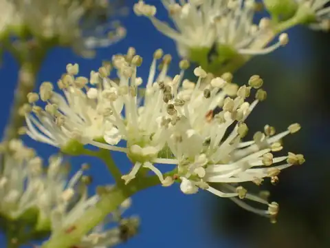 Foto dokumenter Hydrangea integrifolia