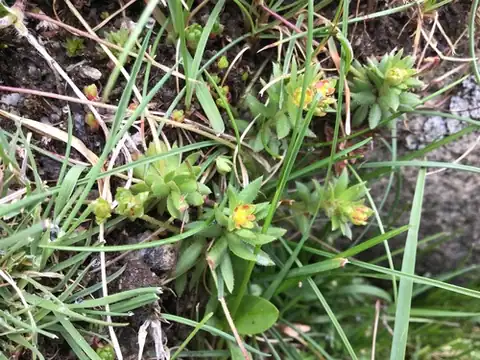 Foto dokumenter Saxifraga consanguinea