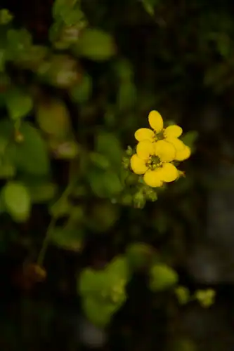 Foto dokumenter Saxifraga parnassifolia