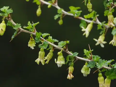 Foto dokumenter Ribes formosanum