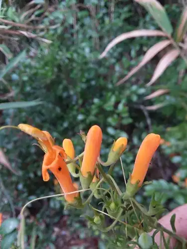 Foto dokumenter Macranthera flammea