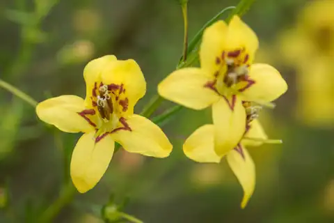 Foto dokumenter Seymeria cassioides