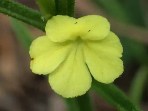 Foto dokumenter Striga asiatica