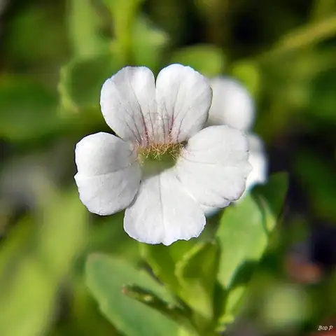 Mecardonia acuminata, dicatat sumber sebagai Mecardonia acuminata subsp. peninsularis.