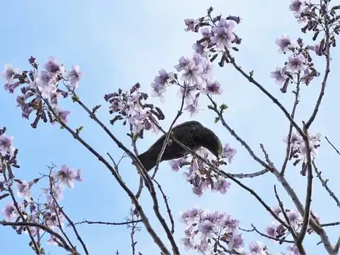 Foto dokumenter Paulownia elongata