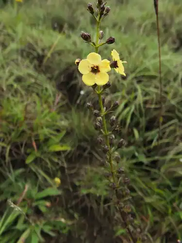 Foto dokumenter Sopubia trifida
