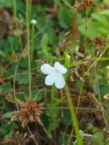 Foto dokumenter Striga angustifolia