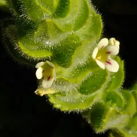 Foto dokumenter Jamesbrittenia amplexicaulis