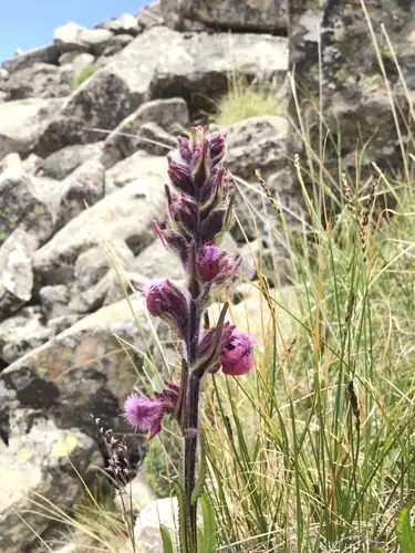 Foto dokumenter Pedicularis trichoglossa