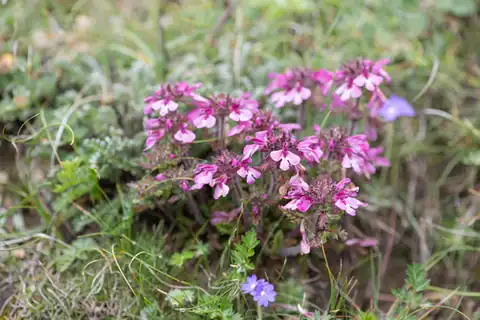 Foto dokumenter Pedicularis roylei