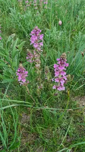 Foto dokumenter Pedicularis kansuensis
