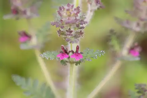 Foto dokumenter Pedicularis mollis