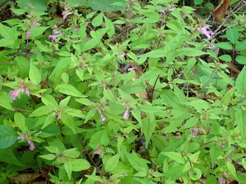 Foto dokumenter Melampyrum laxum