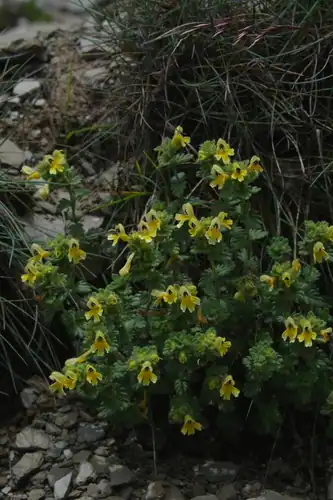 Foto dokumenter Euphrasia nankotaizanensis