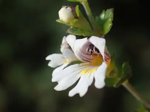 Foto dokumenter Euphrasia transmorrisonensis