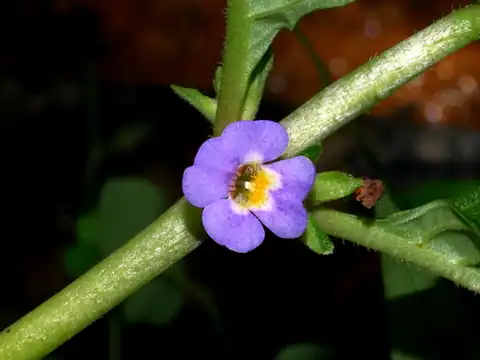 Foto dokumenter Limnophila rugosa