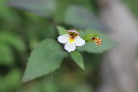 Foto dokumenter Torenia biniflora