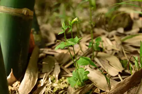 Foto dokumenter Torenia flava