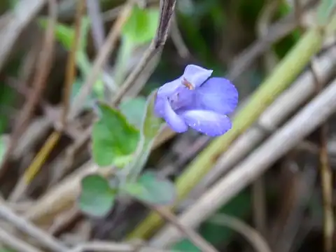 Foto dokumenter Torenia benthamiana