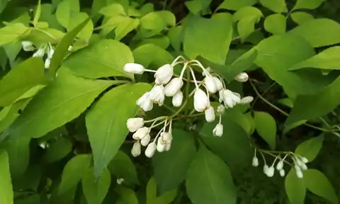 Foto dokumenter Staphylea bumalda