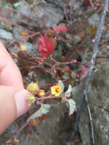 Foto dokumenter Hermannia pauciflora