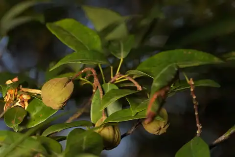 Foto dokumenter Reevesia thyrsoidea