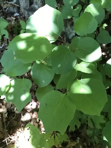Foto dokumenter Styrax platanifolius