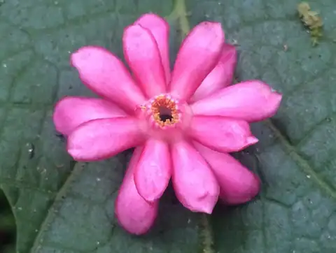 Foto dokumenter Symplocos coccinea
