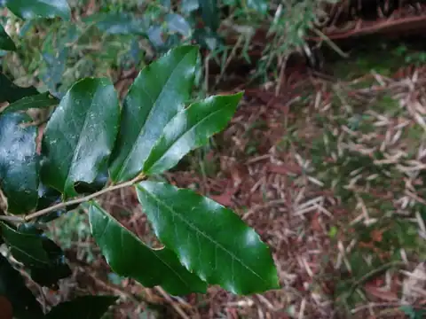 Foto dokumenter Symplocos lancifolia