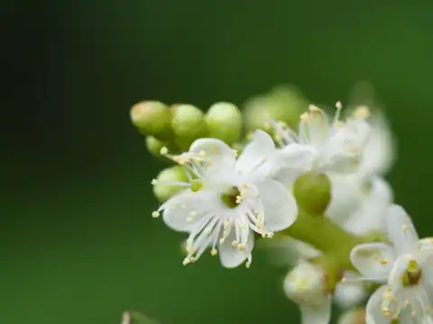 Foto dokumenter Symplocos theophrastifolia