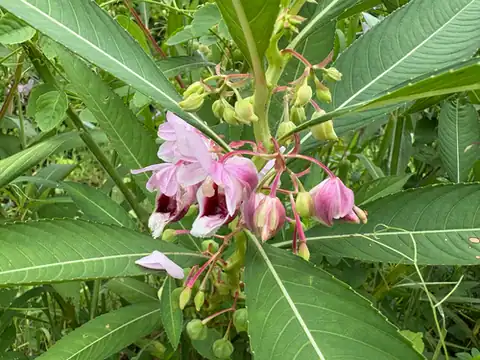 Foto dokumenter Hydrocera triflora