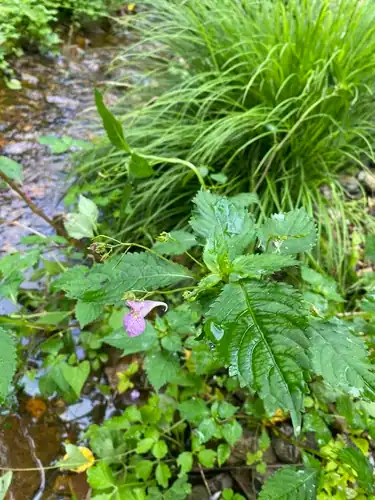 Foto dokumenter Impatiens furcillata