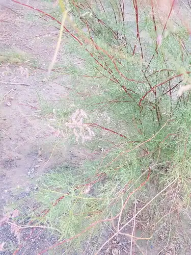 Foto dokumenter Tamarix karelinii