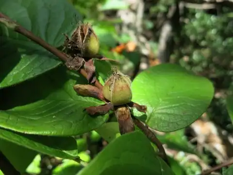 Foto dokumenter Stewartia ovata