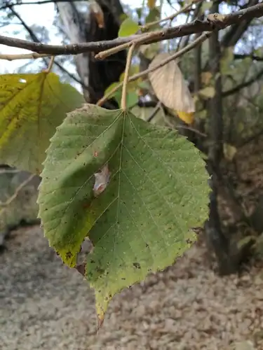 Foto dokumenter Tilia mexicana